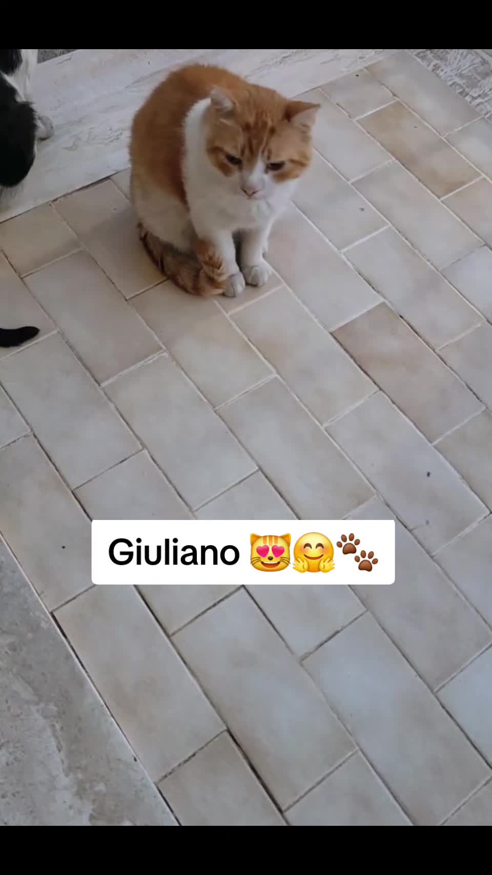 @AmiciMiao