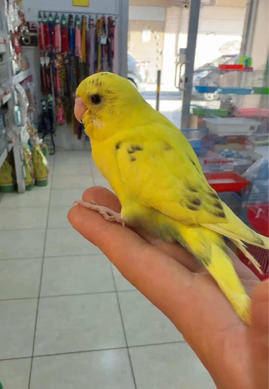@Baby’s Bird