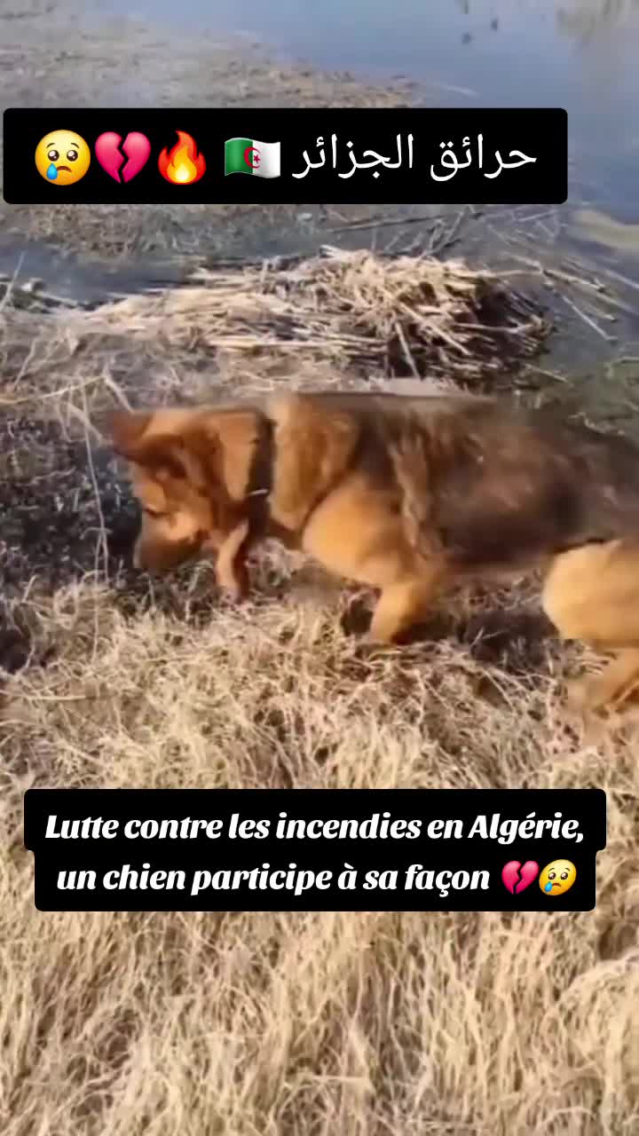 @Algérinotls 🇩🇿🇨🇵