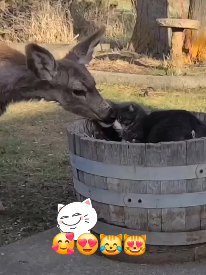 @🤣Vidéos Drôles.Zzz