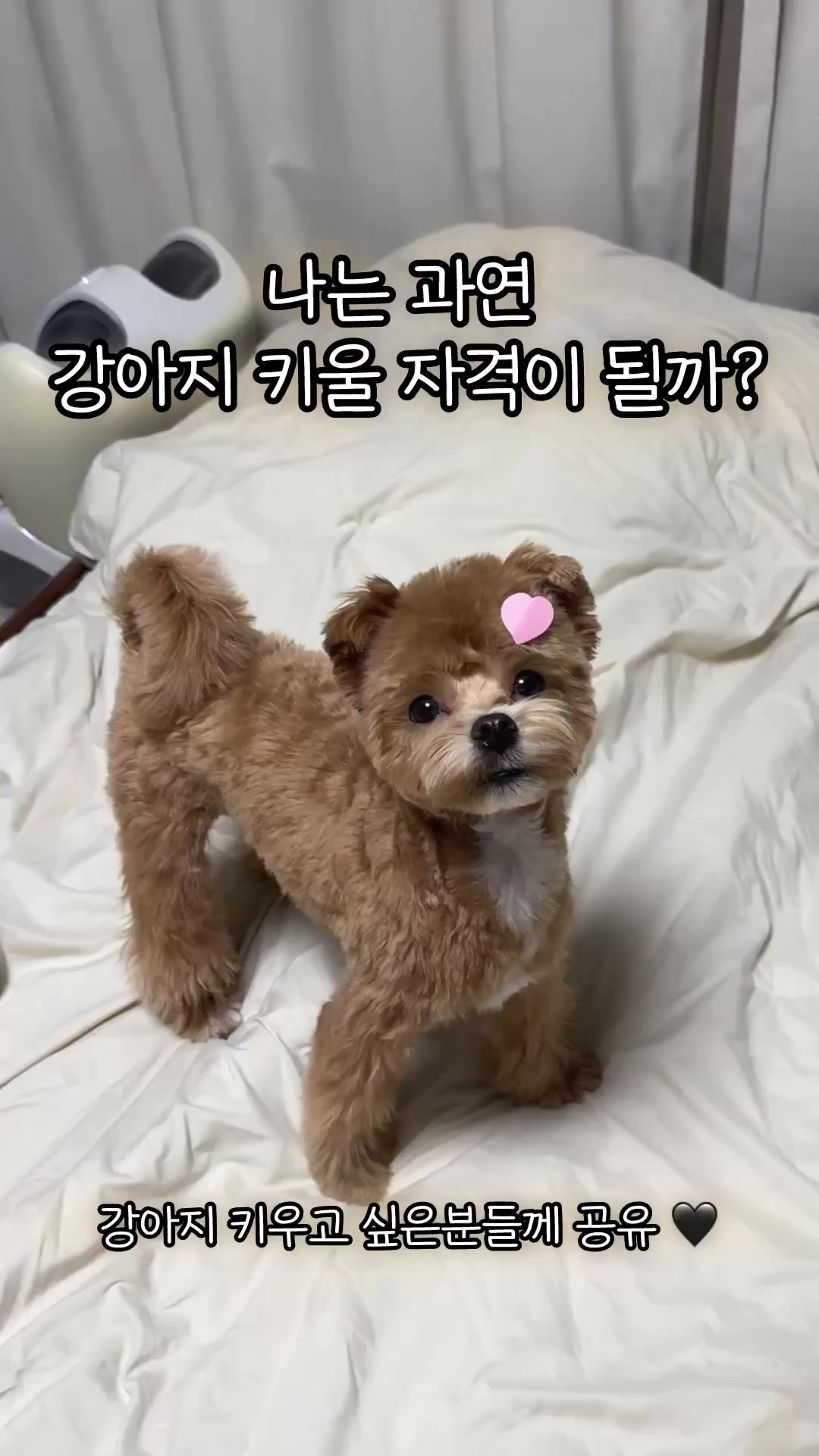 @말티푸 하루 🐾🐶