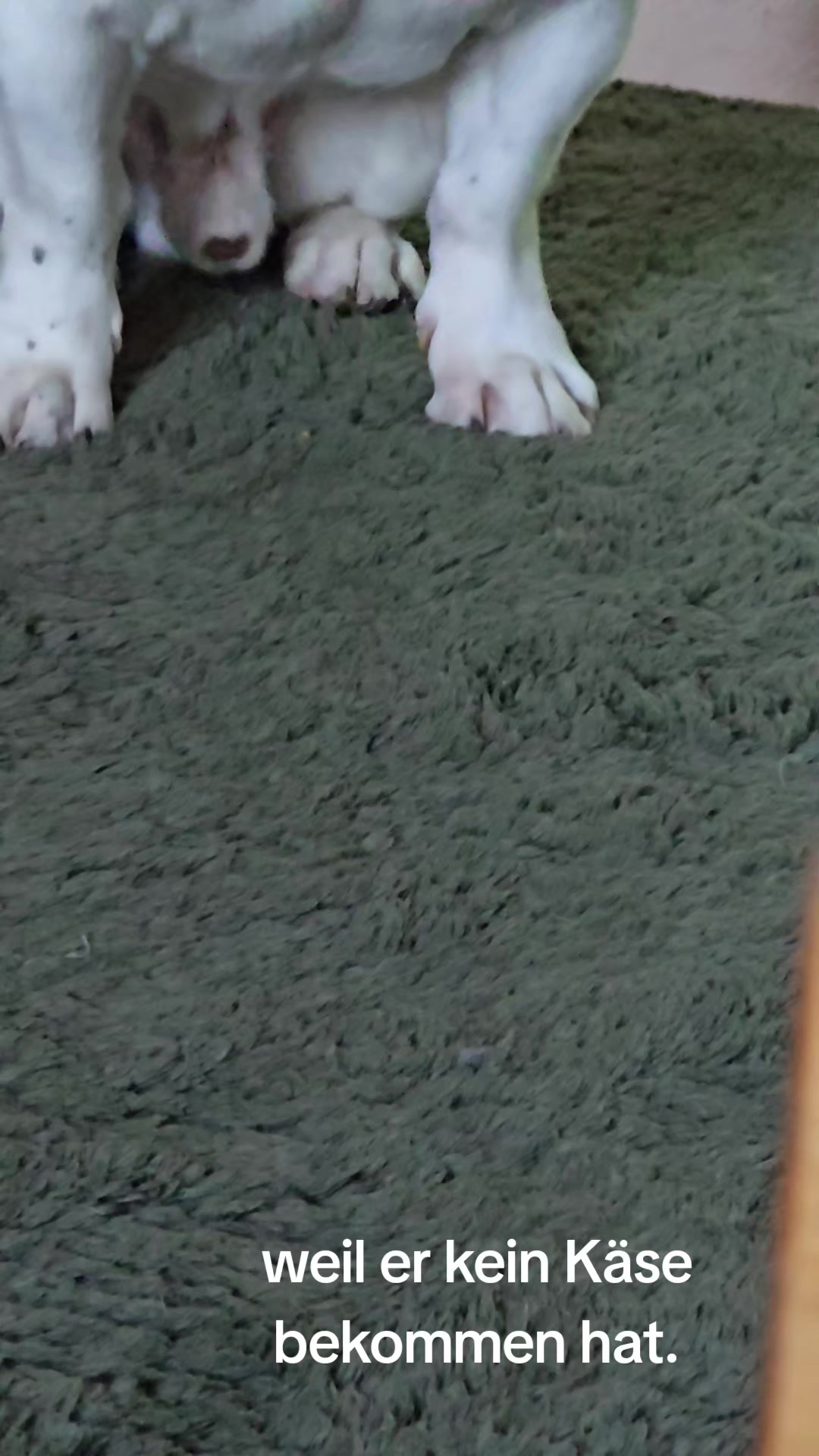 @Kylo und Samy 💙💙🐶🐕🍀🍀