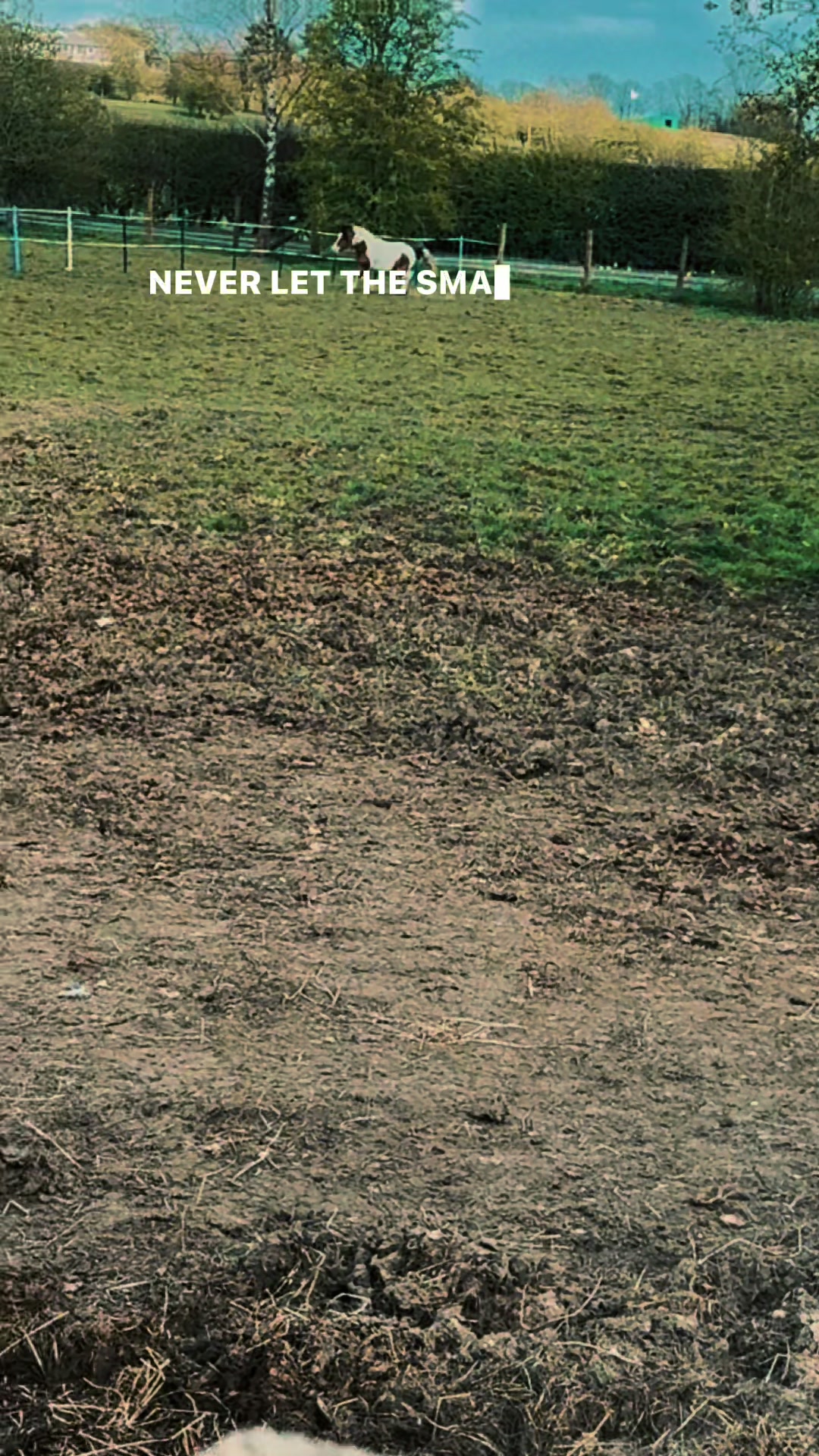 @SummerMoor Miniature horses