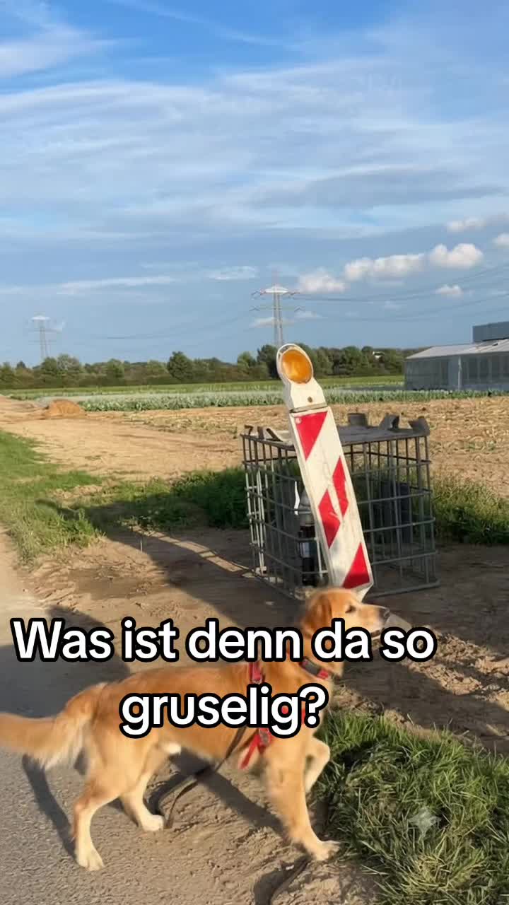 @Fellnasen WG