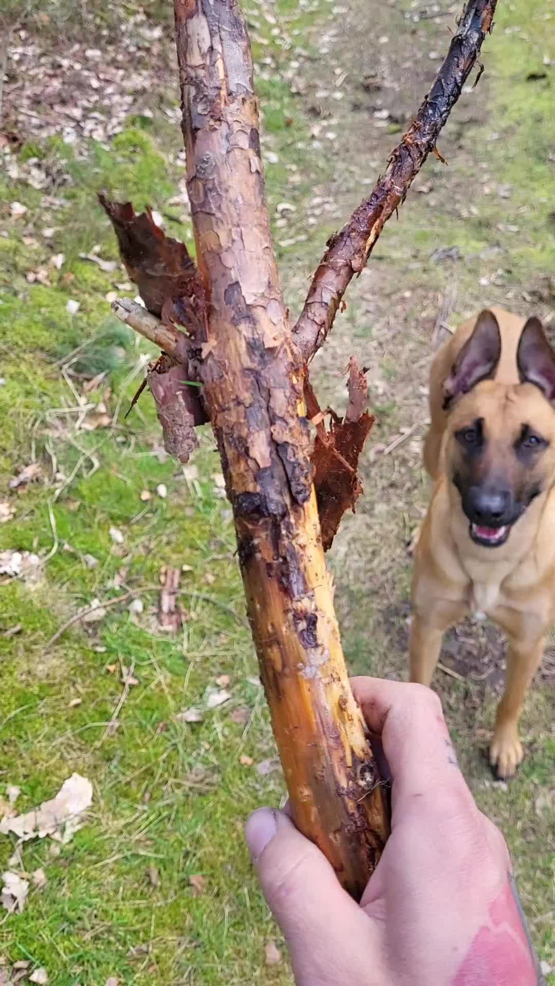 @Poppy Malinois, Korina & 🤡