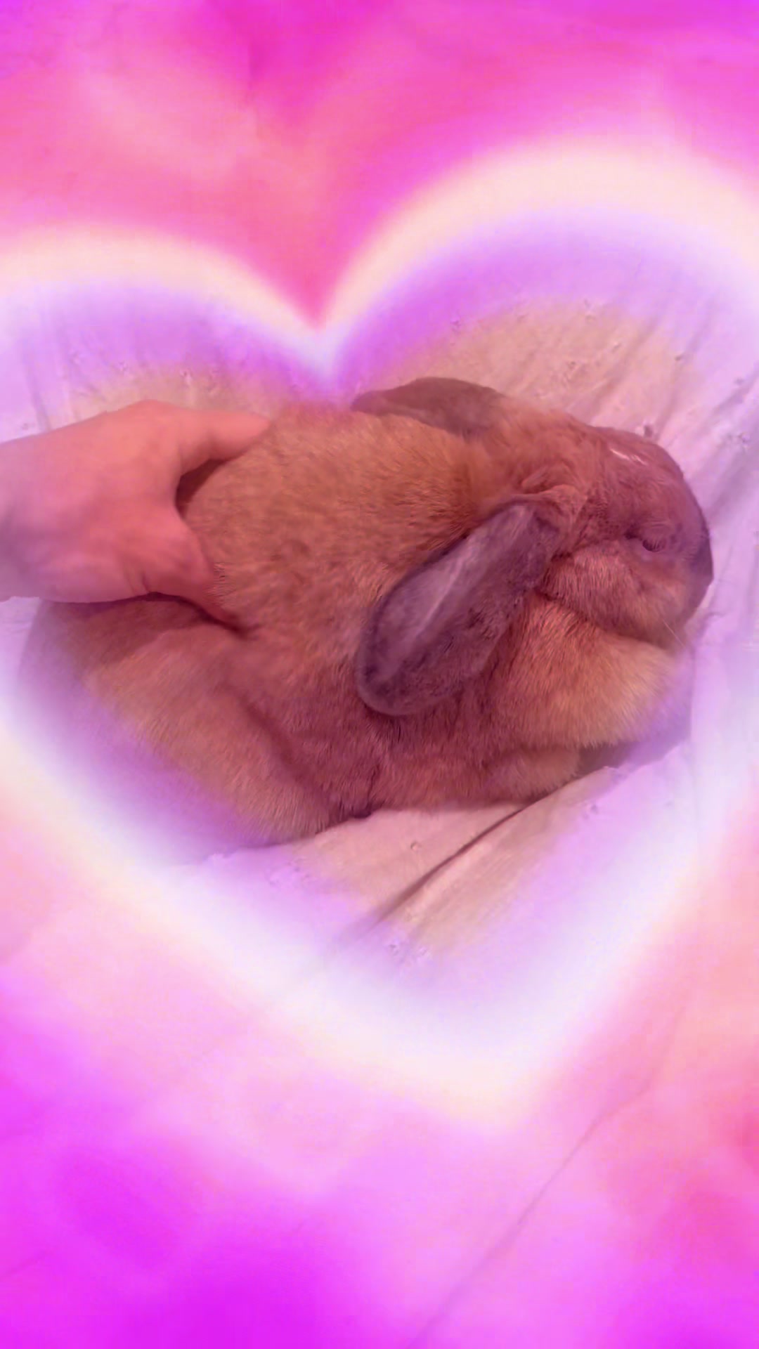 @honeythebunny24