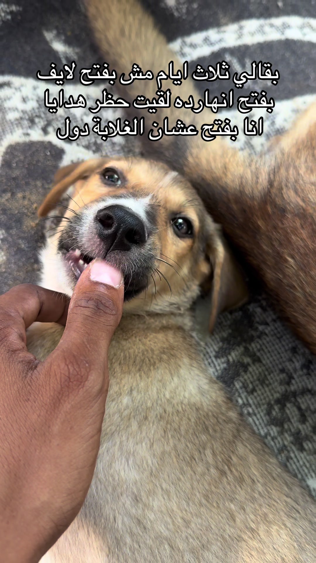@ابو مصطفى🇪🇬