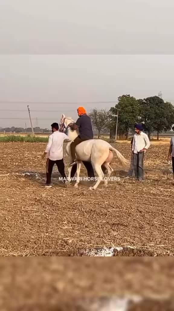 @🏇 MARWARI HORSE RACING 🏇