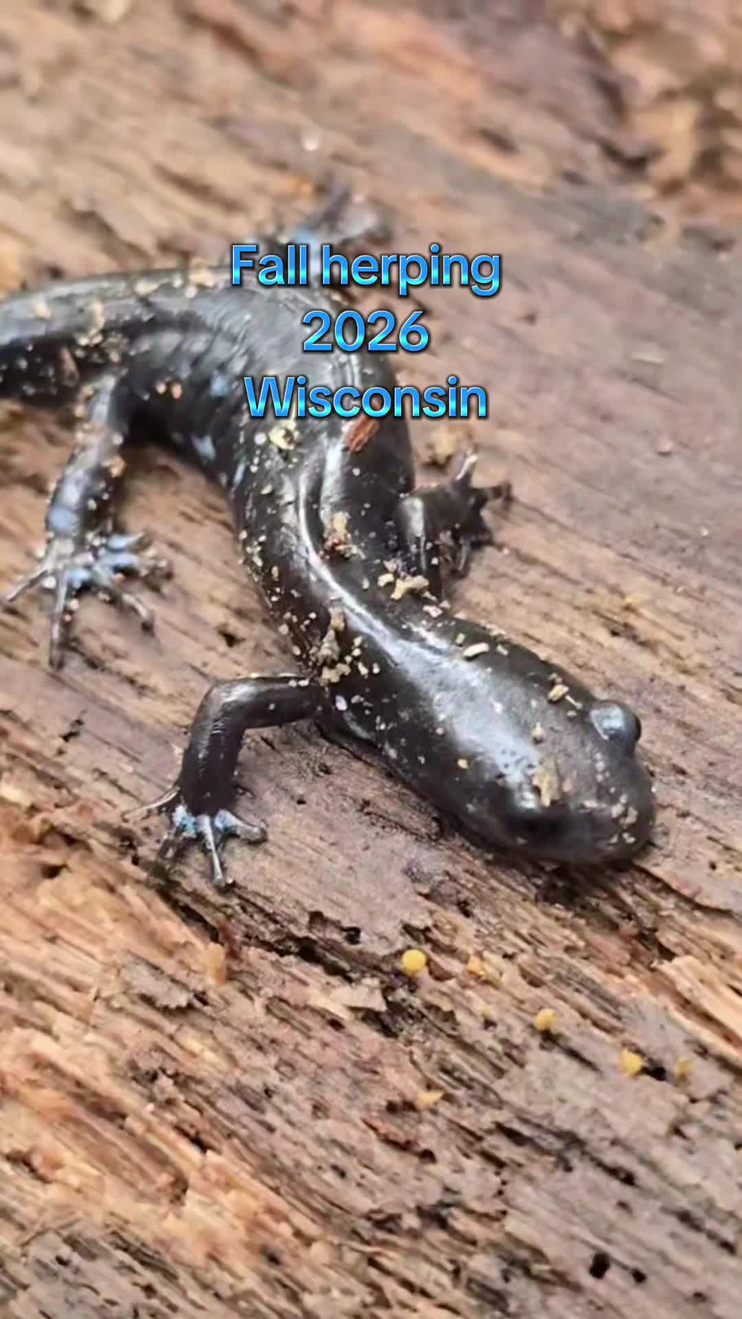 @Herpingmaniac82