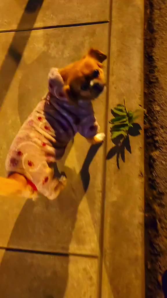 @El diario de Lia🐶🐾