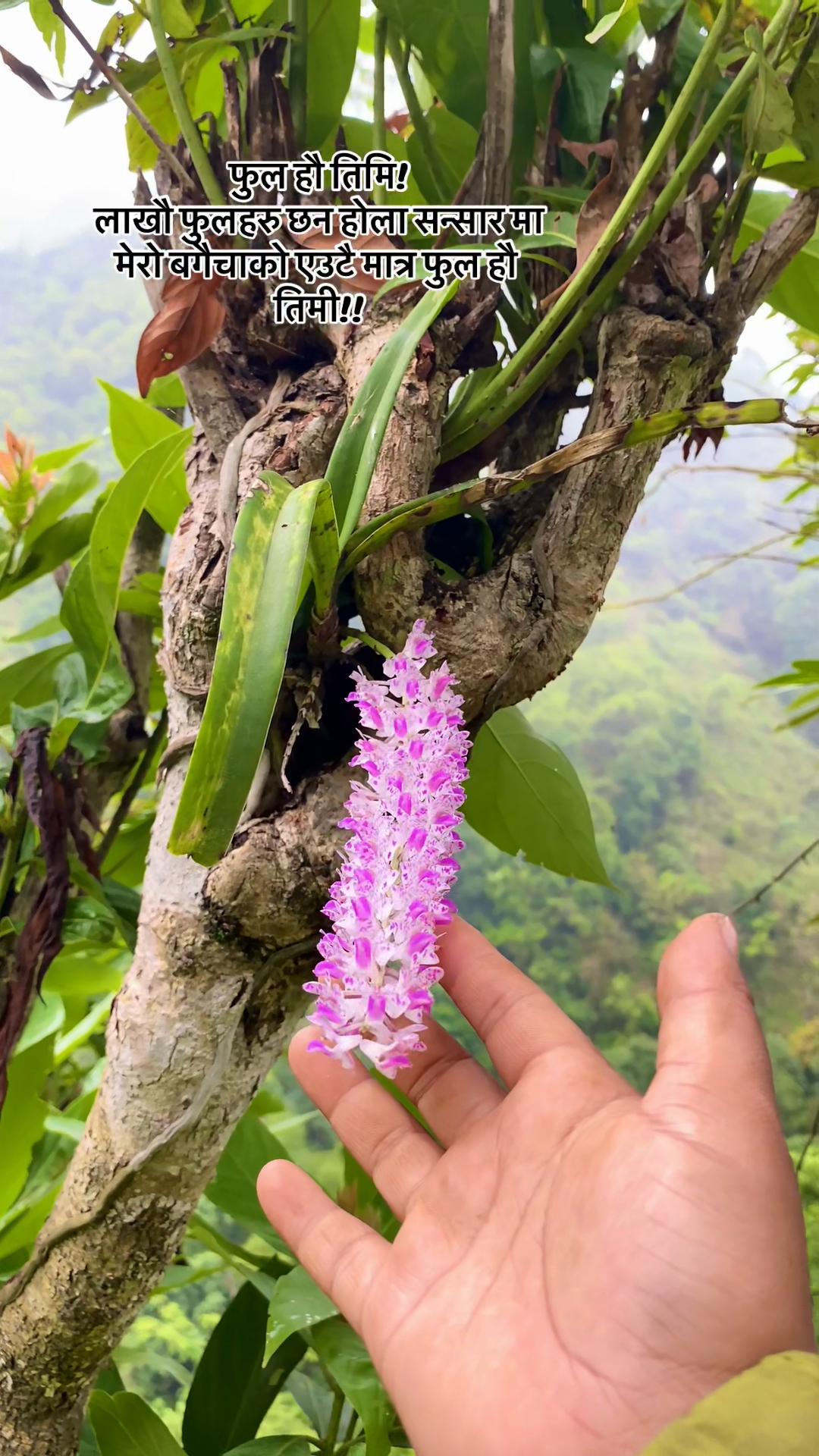 @परिस्ता
