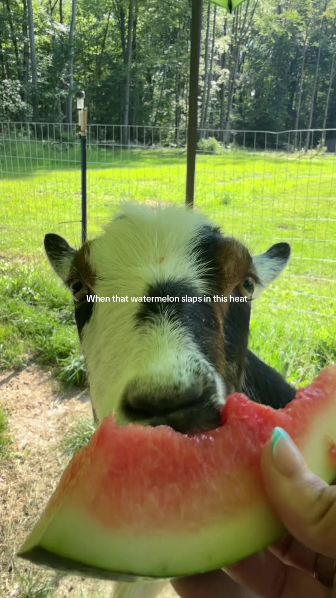 @the.featherfam