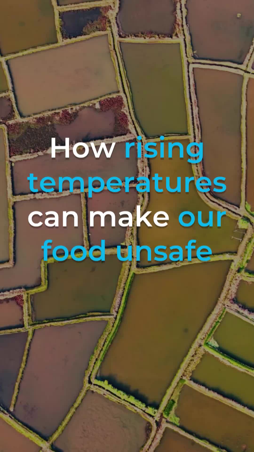 @UN's Food & Ag Org