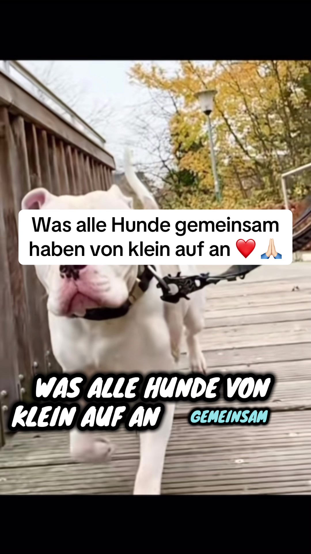 @daxter_the_bulldog
