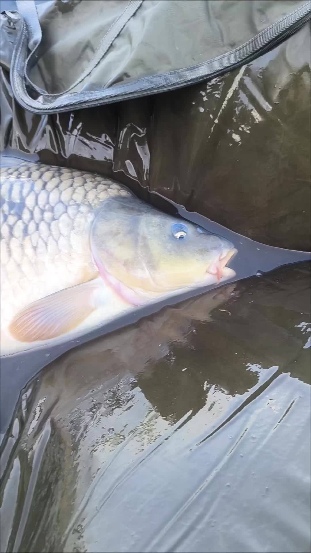 @Jocarpfishing