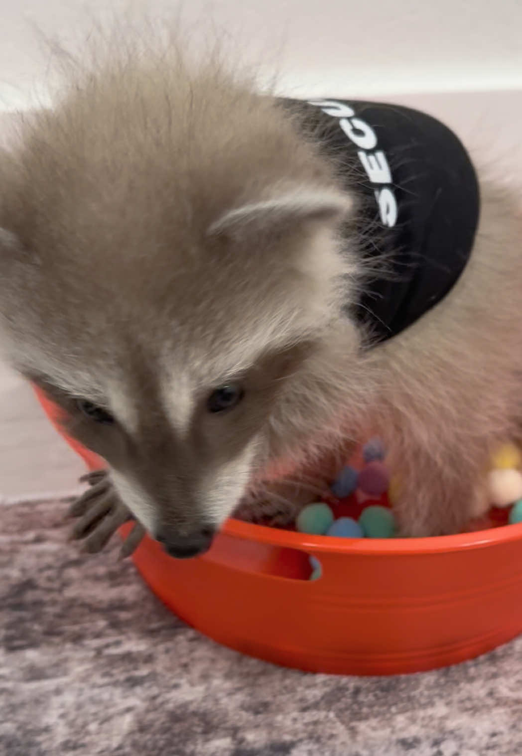@Pooh the Raccoon
