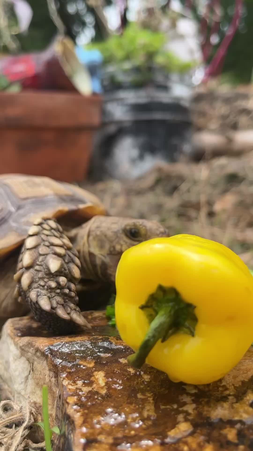 @shaqthetortoise