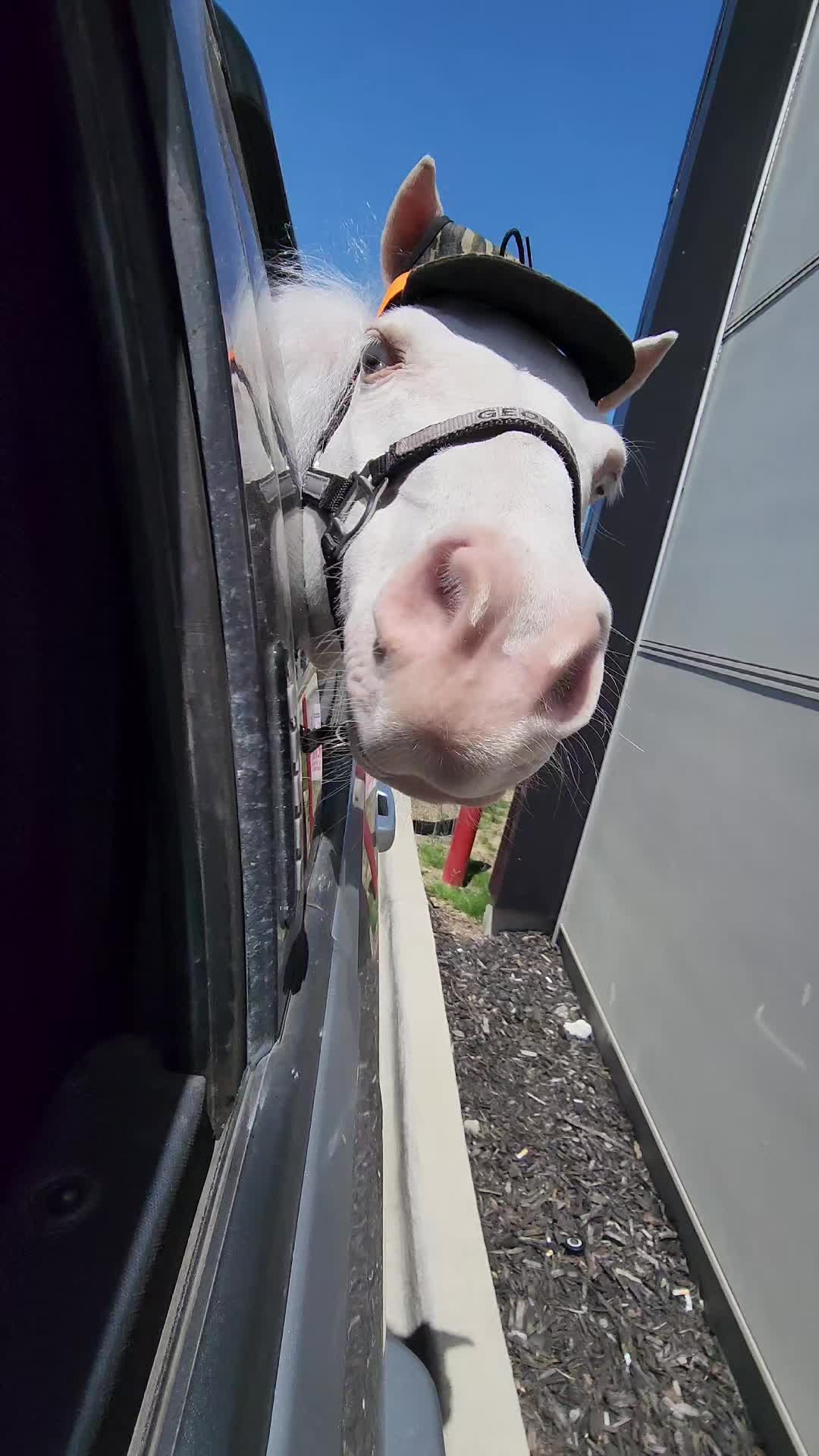 @minihorsemomandtrainer🐴🐴🐴🐴