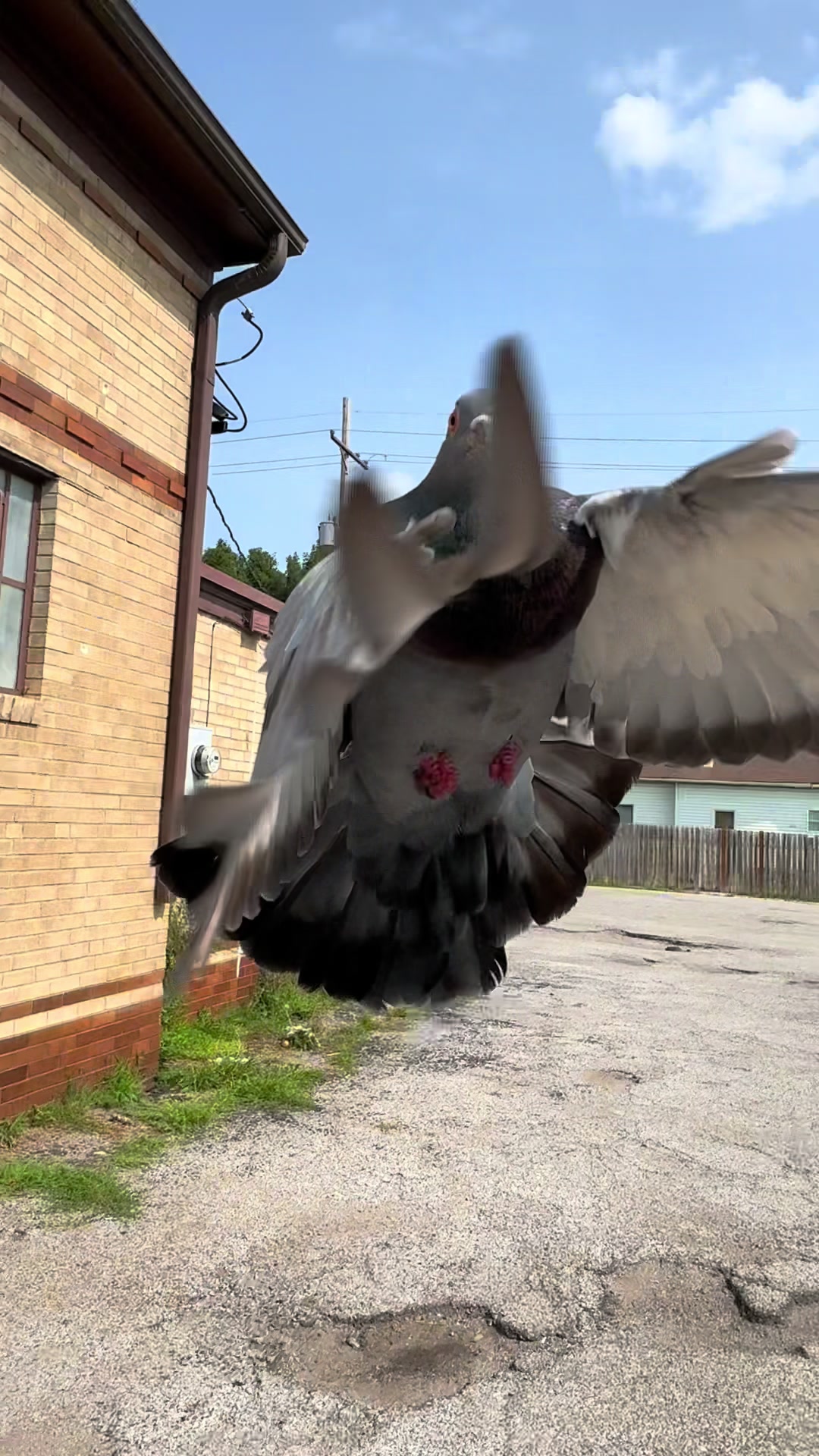 @Beebee The Pigeon