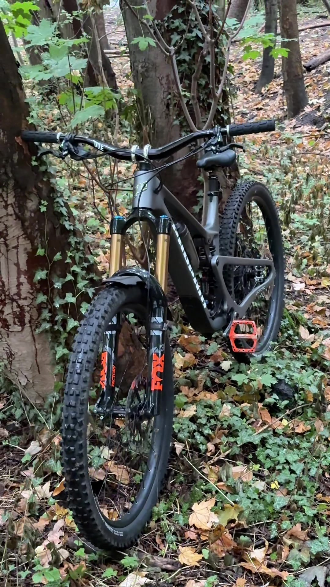 @ᴡᴏᴊᴛᴇᴋ ᴅᴇʀ ʙ&Auml;ʀ 🐻🇵🇱