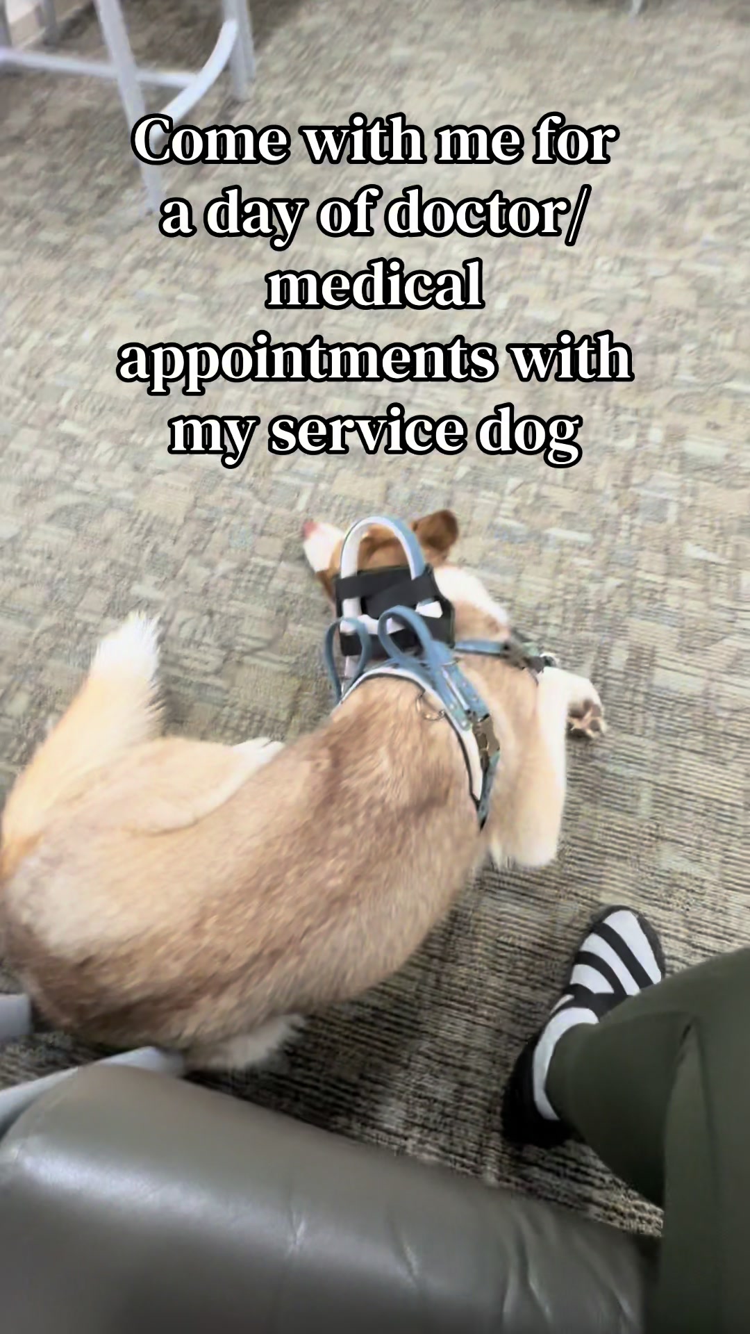 @potsiewithdogs