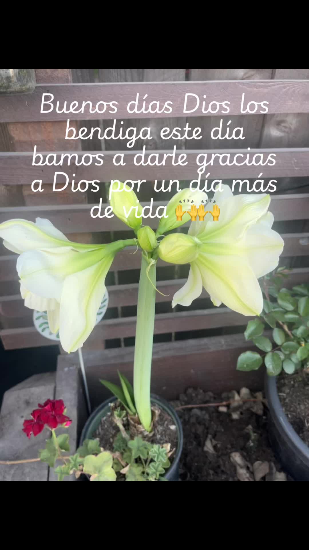 @MalQuerida67387#5