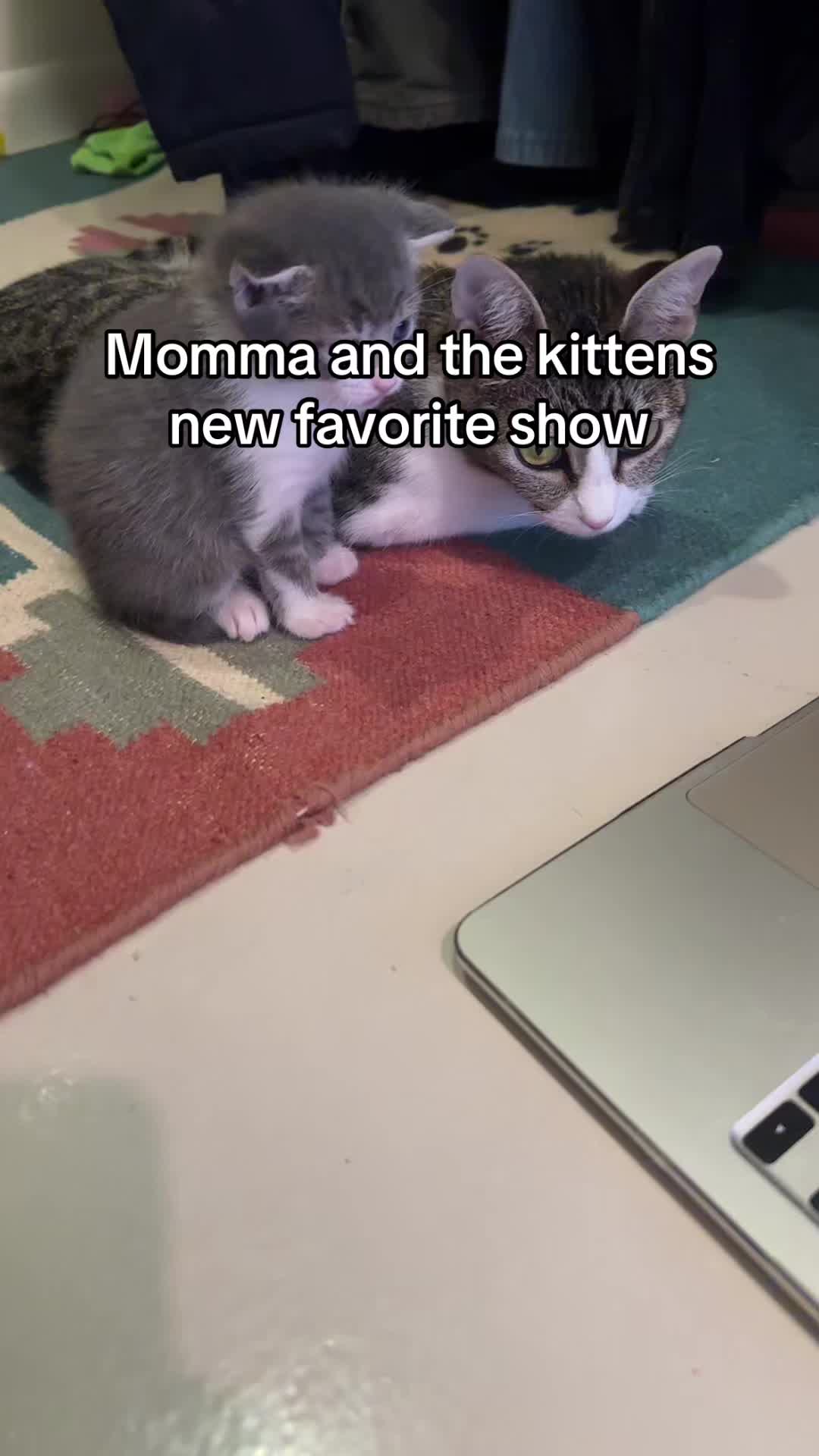 @Hassanwithkittens