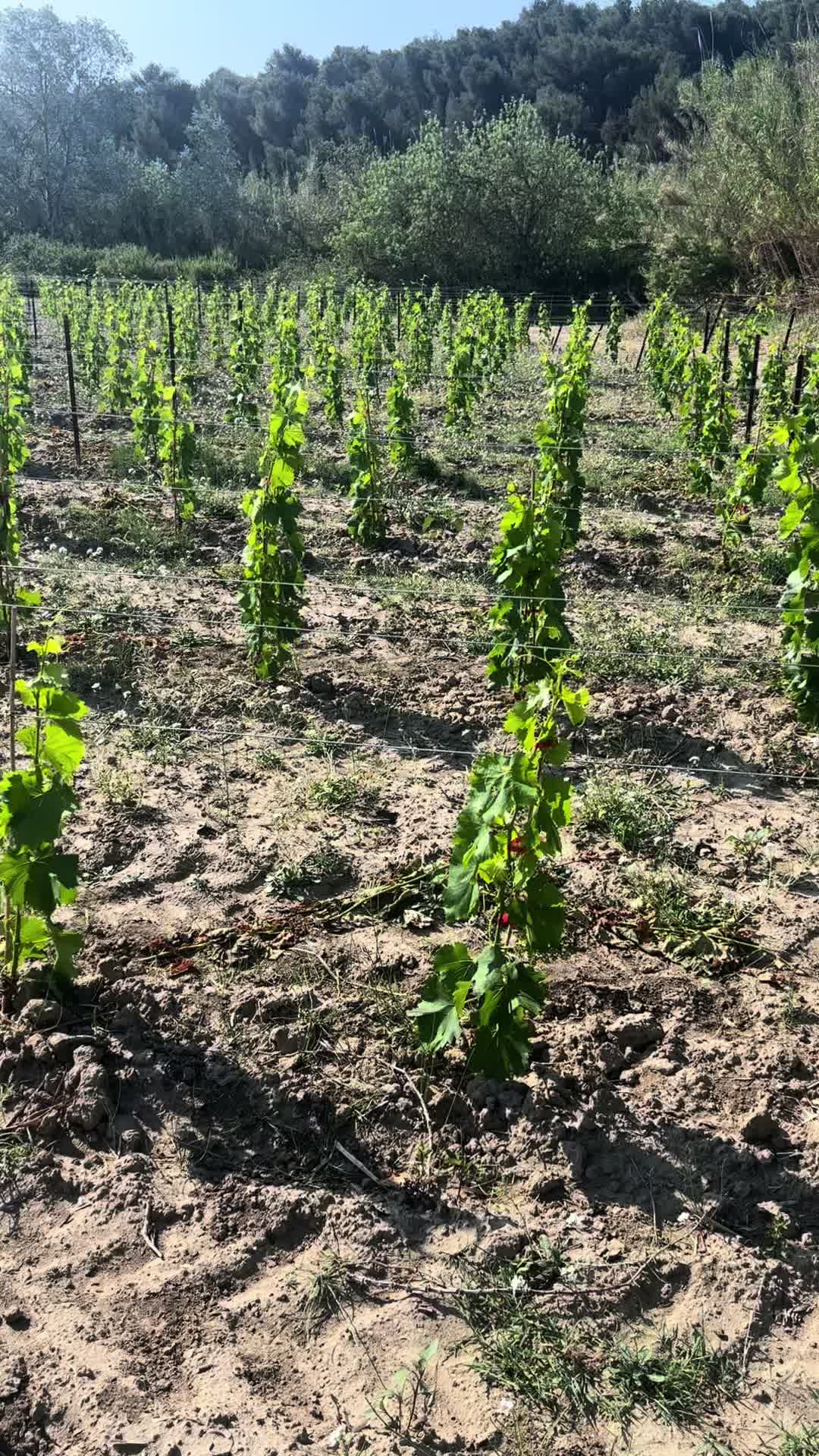 @Nico 🍇🍷🇫🇷