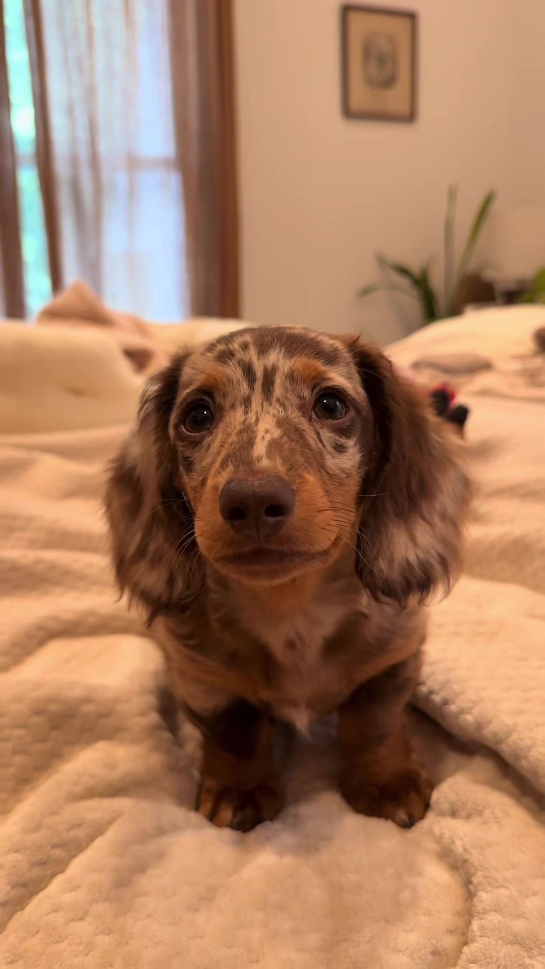 @Cute dachshund core