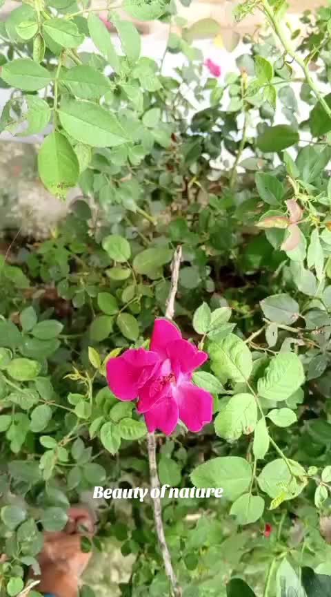 @iqra, Chaudhary