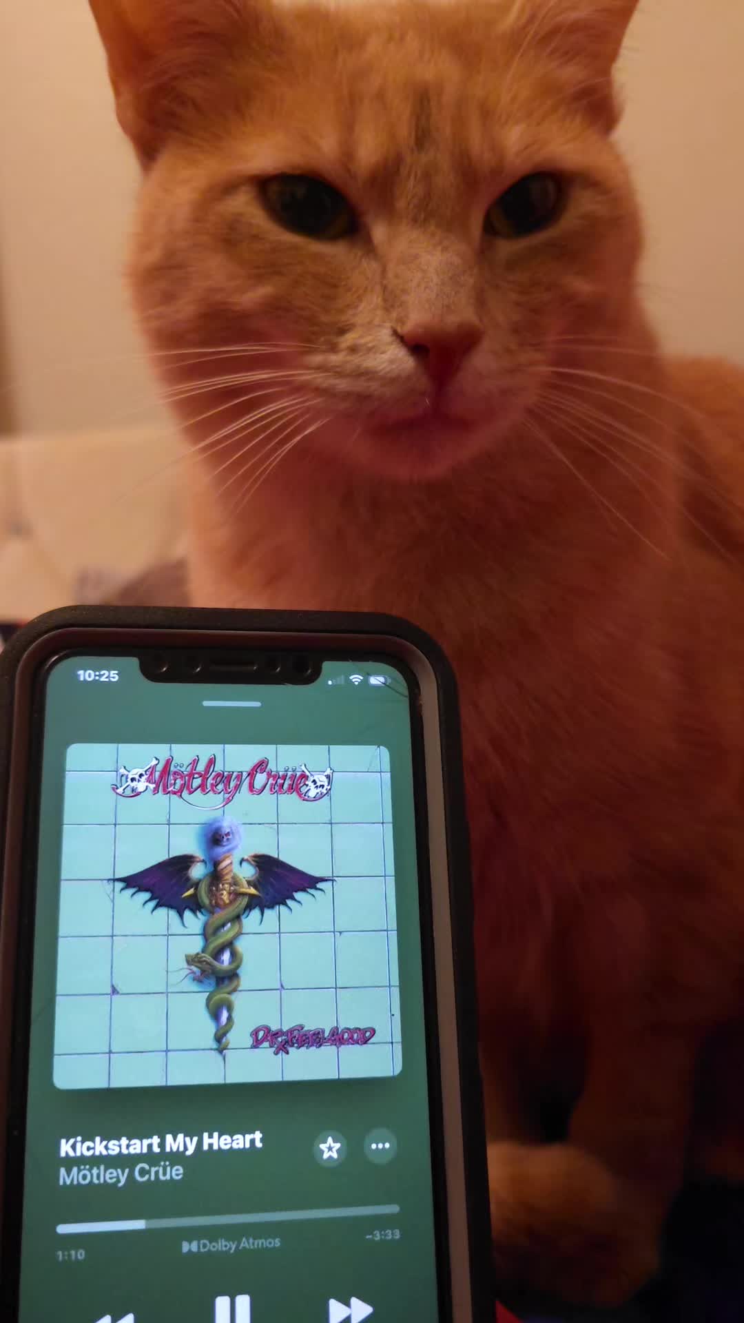 @Theorangecat🐈