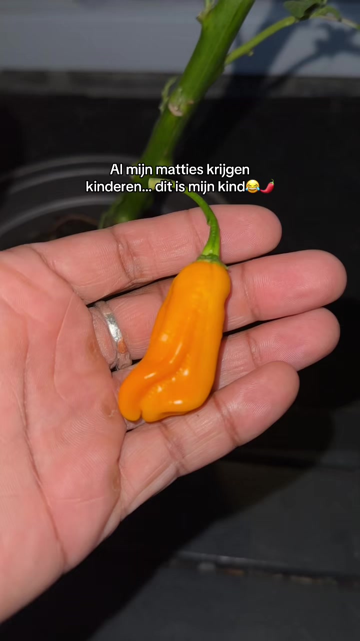 @NANA | CONNECTINGFLAVORS🍉