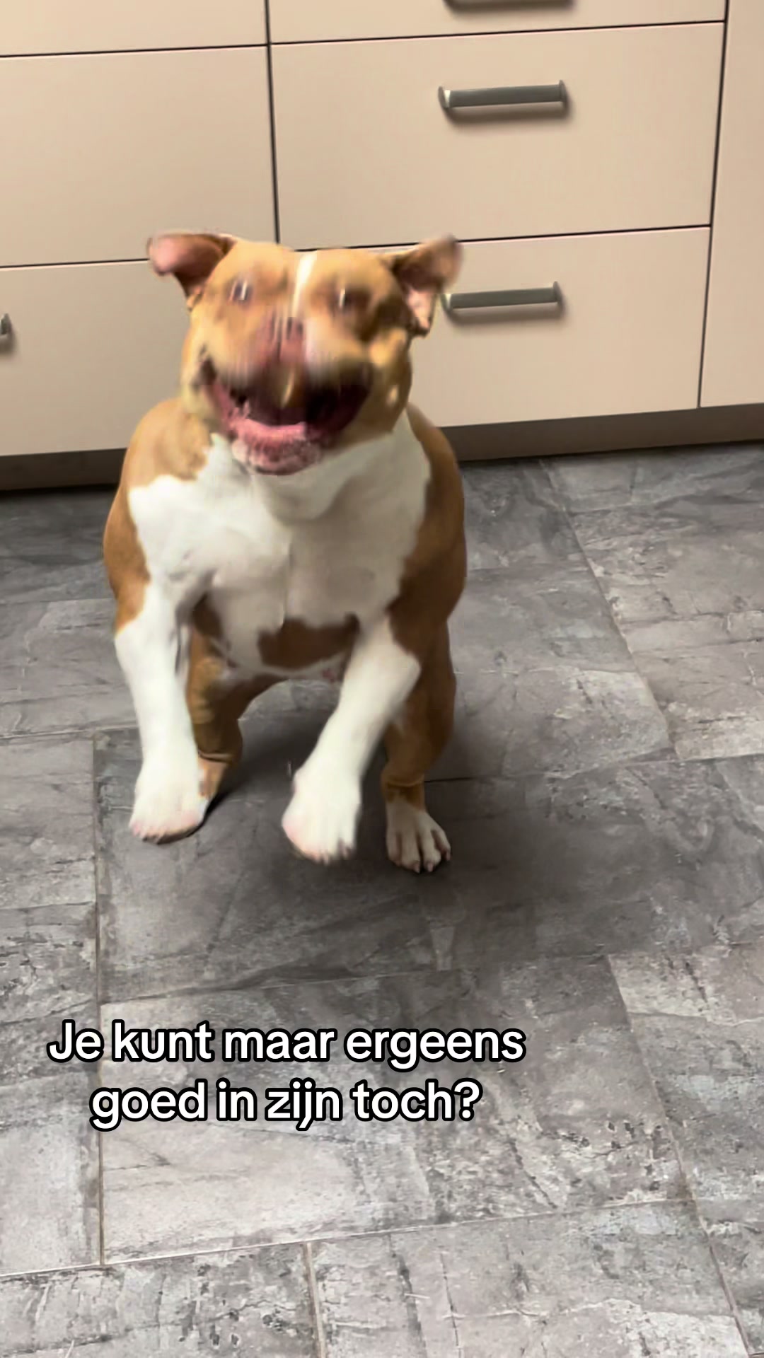 @bigdutchbullykennel