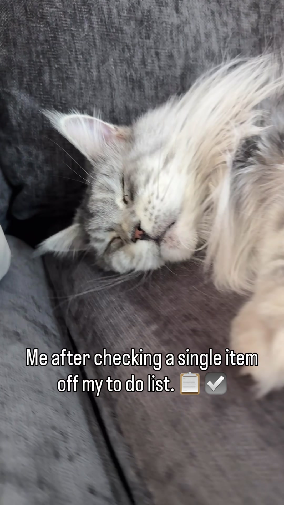 @Winnie: Maine Coon Kitty