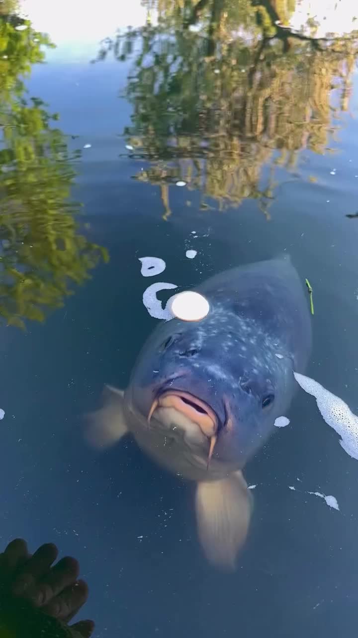 @carpworldonline