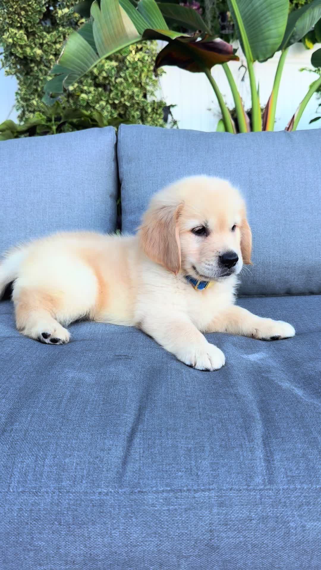 @thepawsisterspr