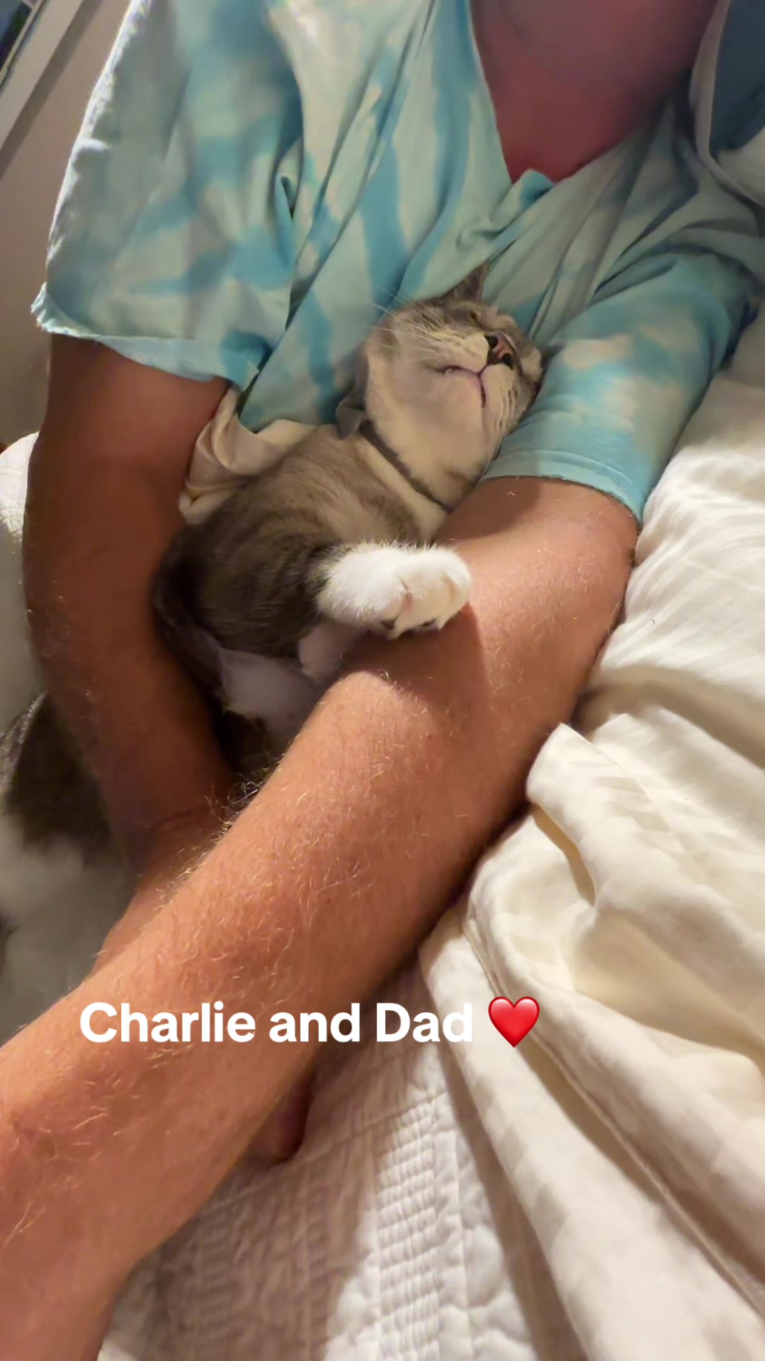 @bellkittiesmom