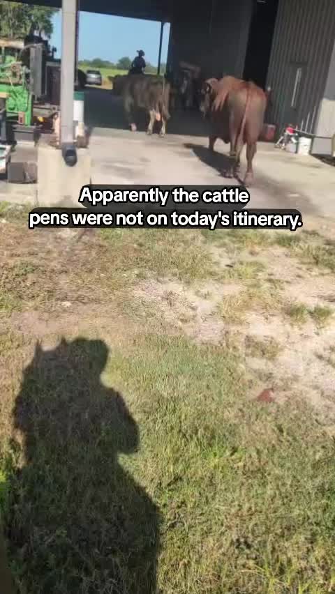 @Duyn Equine Horse Training