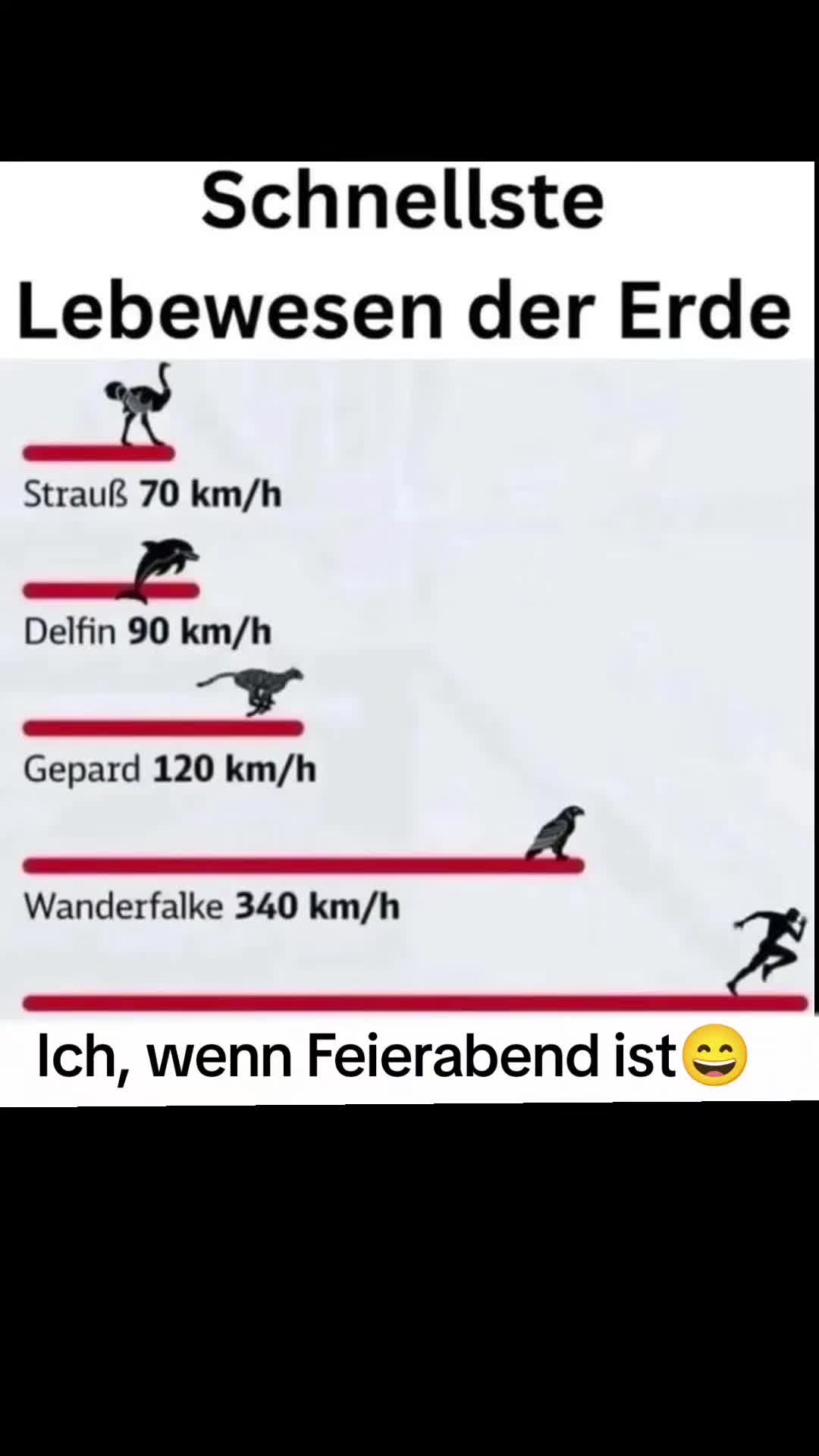 @zahnzaubermaeuschen