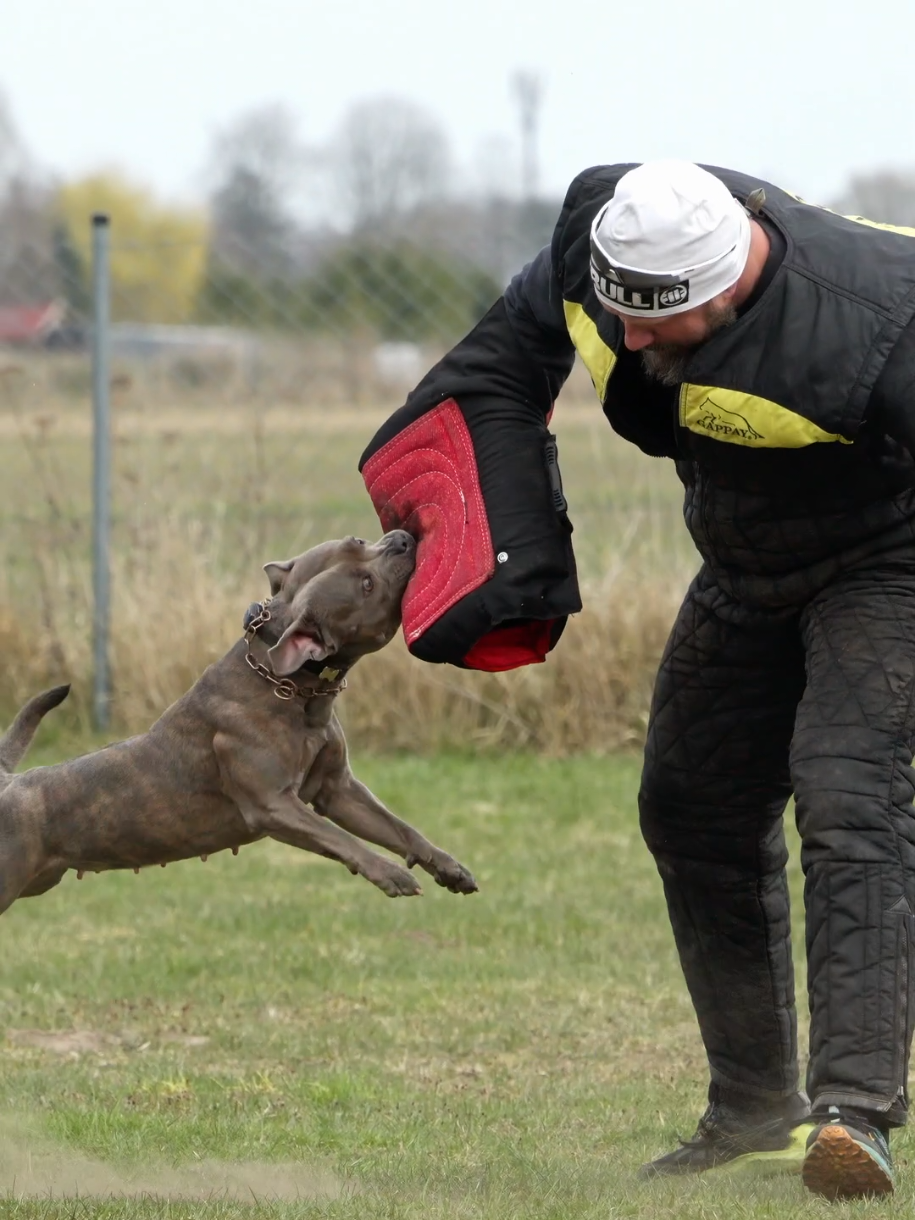 @IGP Dog Mando