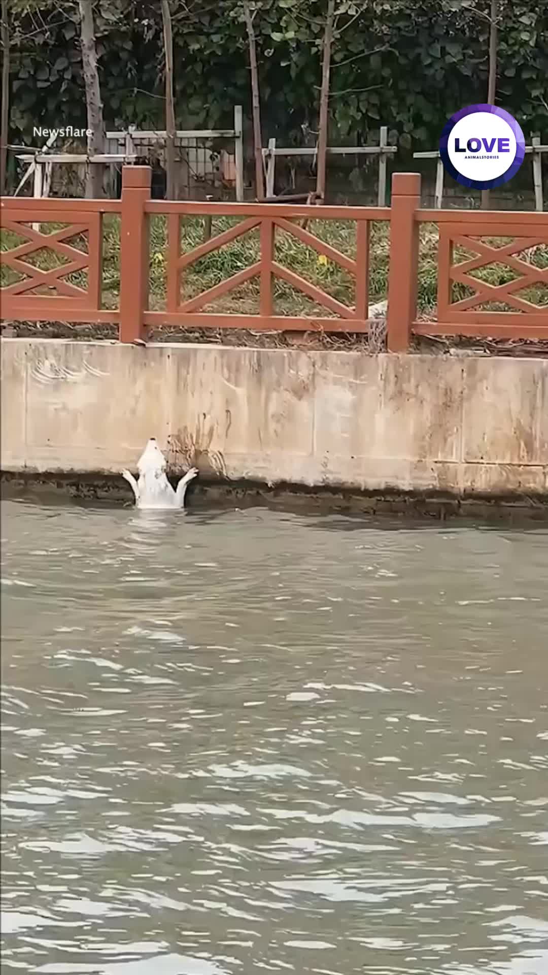 @Animals Stories