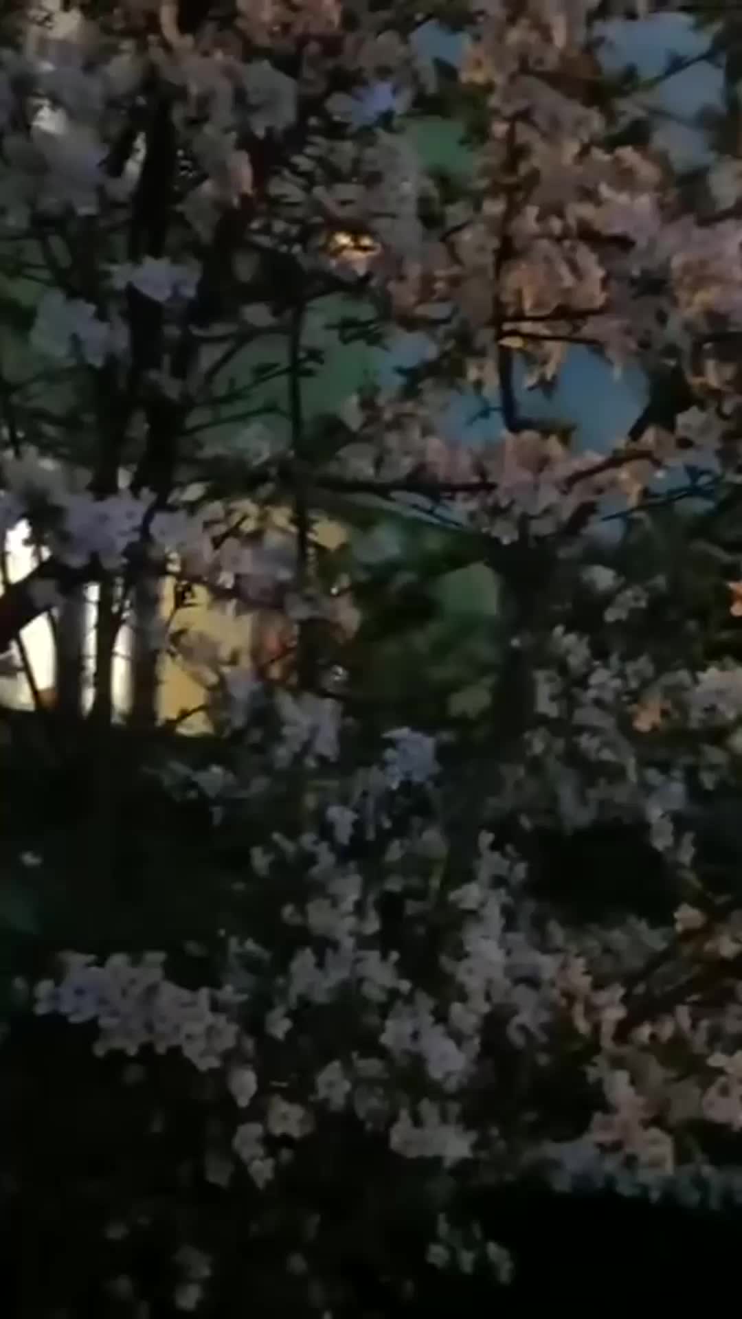 @saiiyansamlive11282040