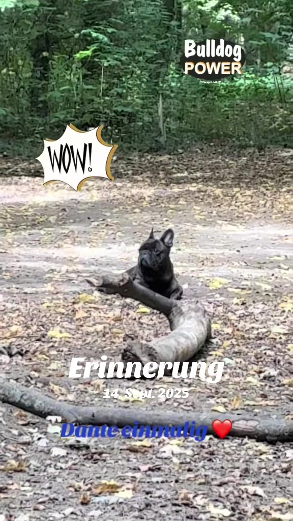 @The_chaos_frenchi