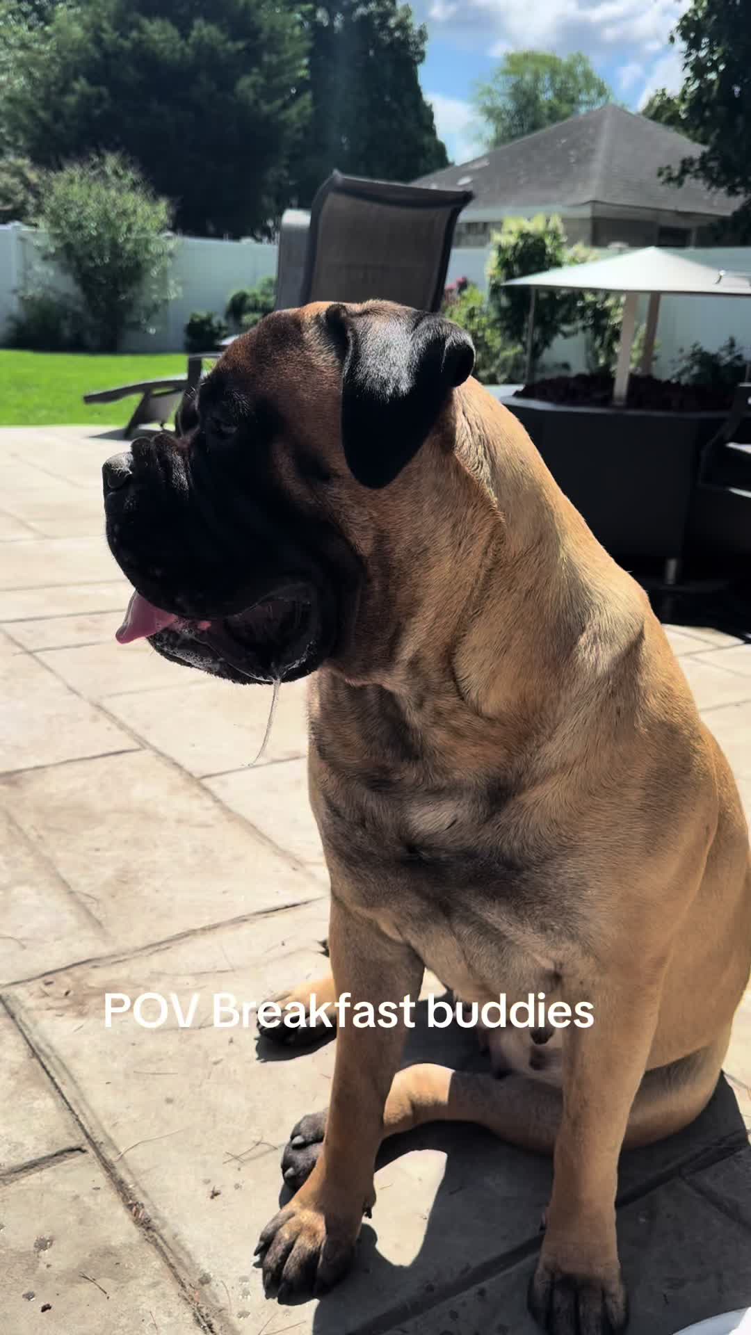 @🐾BullMastiff Mom 🐾💜
