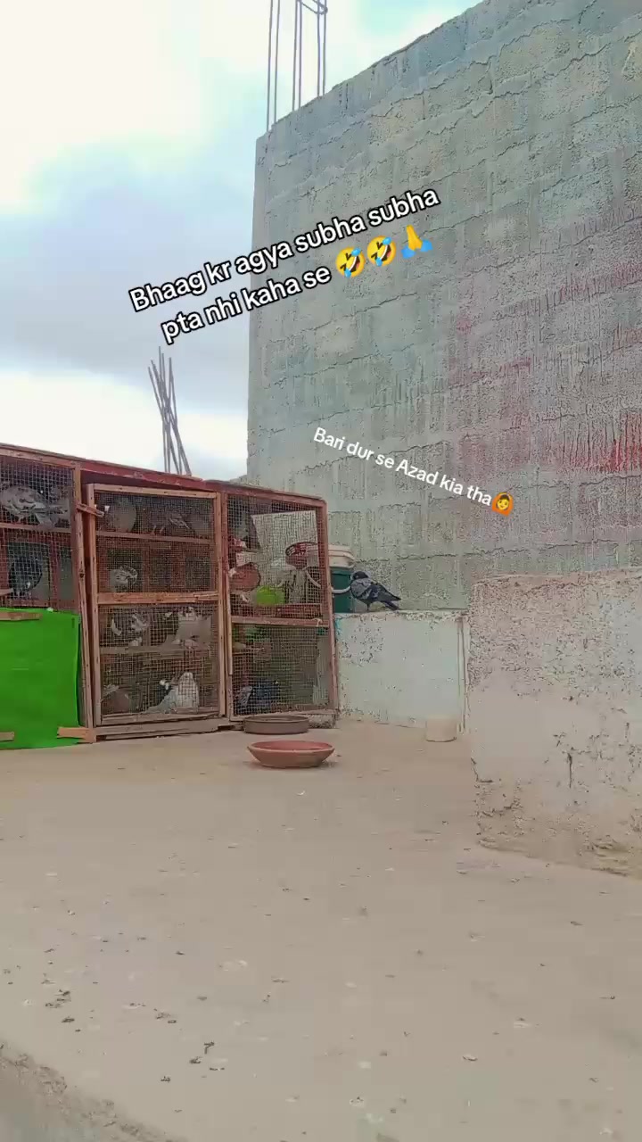 @@!APNAشوق🕊️❤️🪽