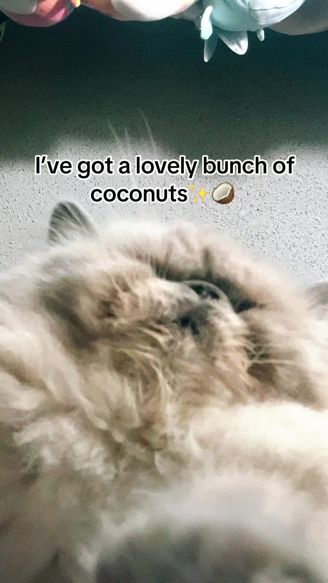 @thebuffunicorn