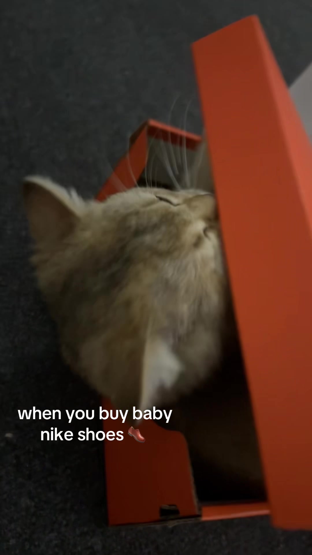 @😽