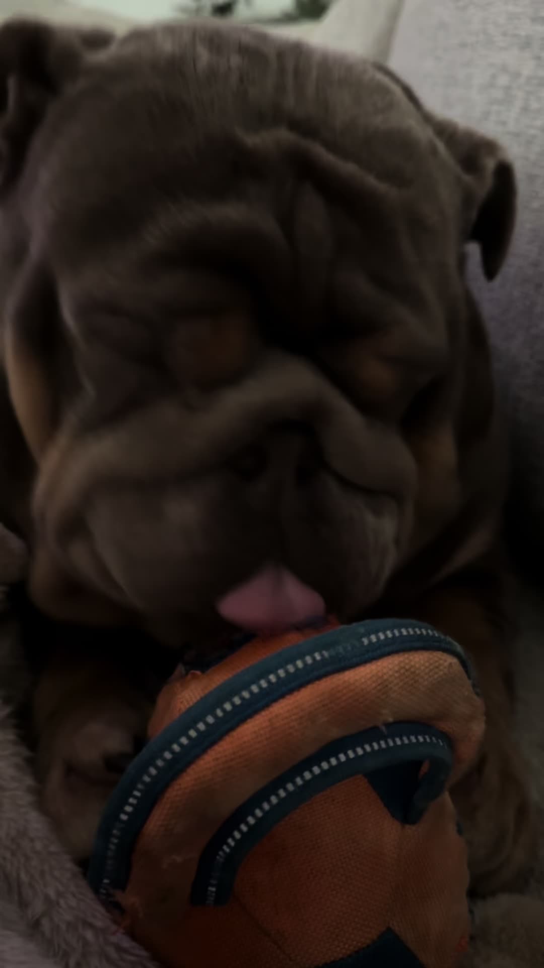 @RawlsTheBulldog