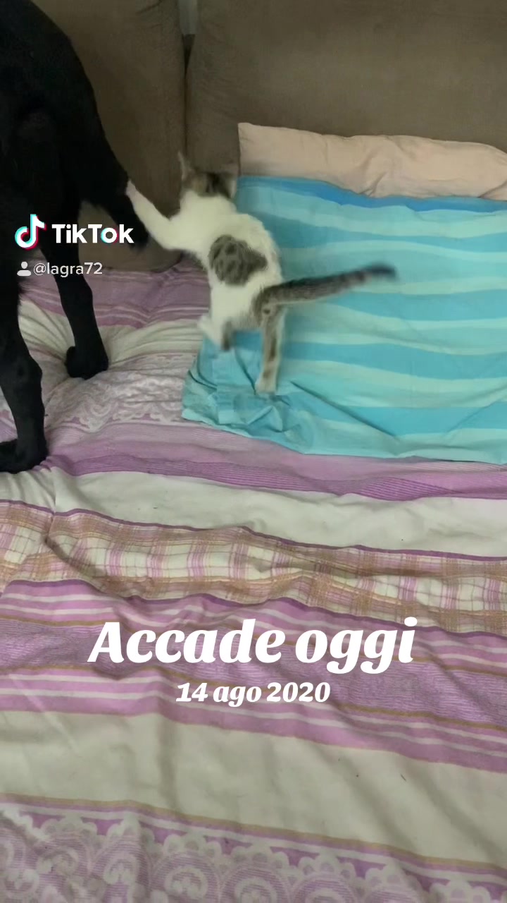 @Gra_Lagra_👑