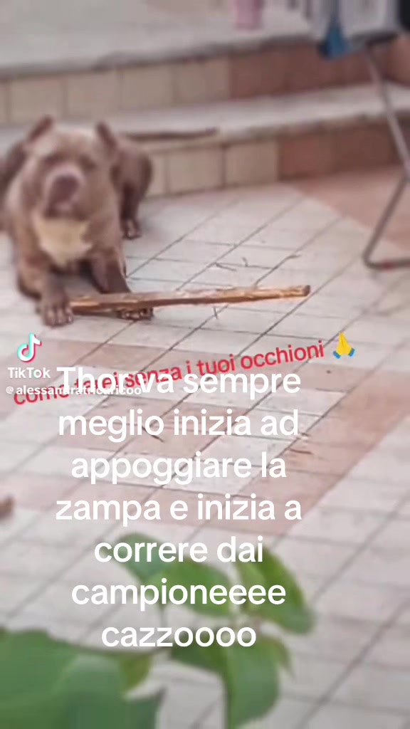 @Thor alessandra Simone
